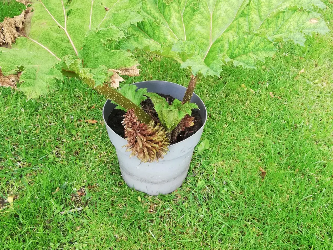 Billede 2 -  Mammut blad /Gunnera plante
