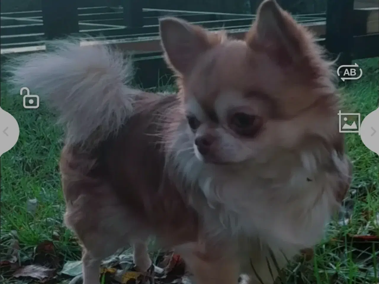 Billede 3 - Chihuahua