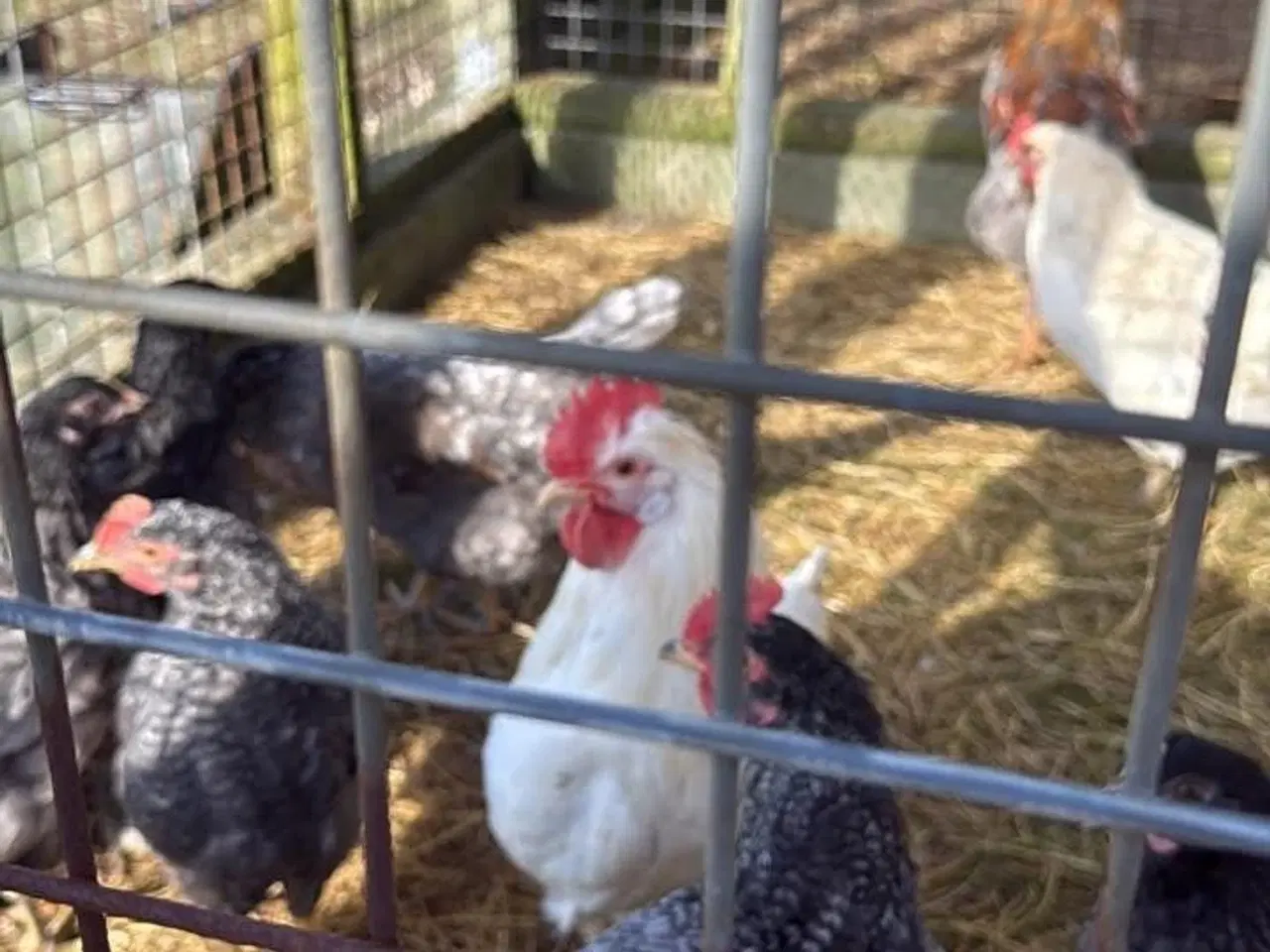 Billede 7 - Kyllinger 