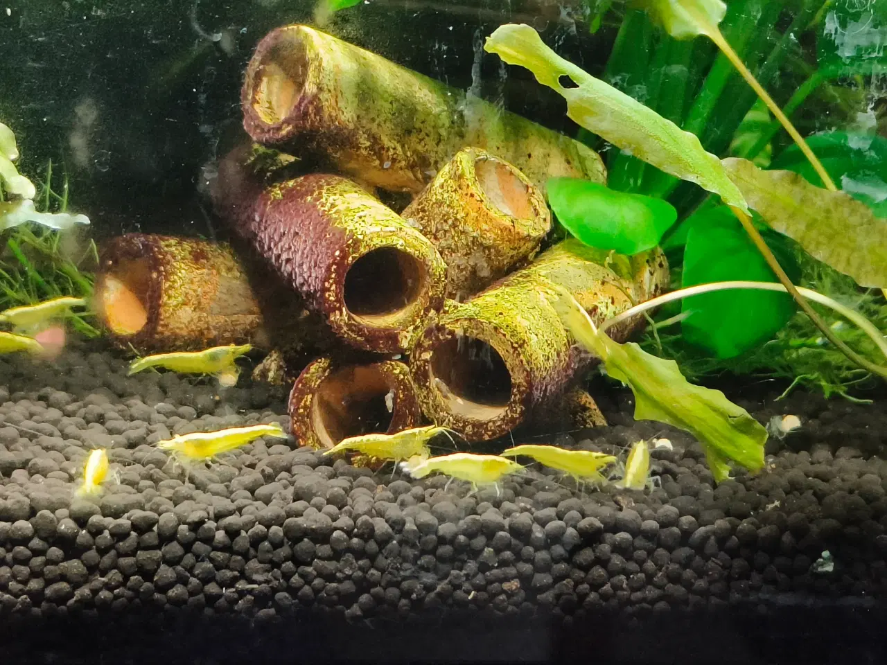 Billede 1 - Neocaridina sp. yellow rejer