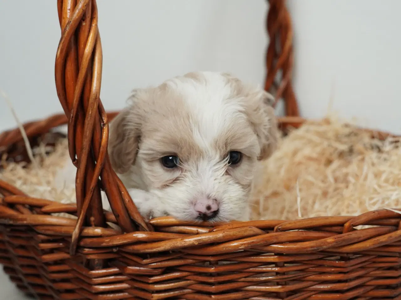 Billede 2 - Coton poo hvalpe