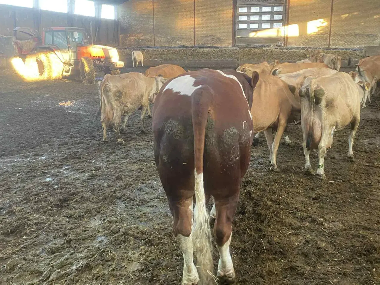 Billede 3 - Simmentaler tyr