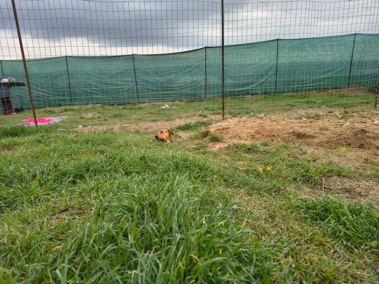 Billede 6 - Søde Minna søger sit 4ever hjem