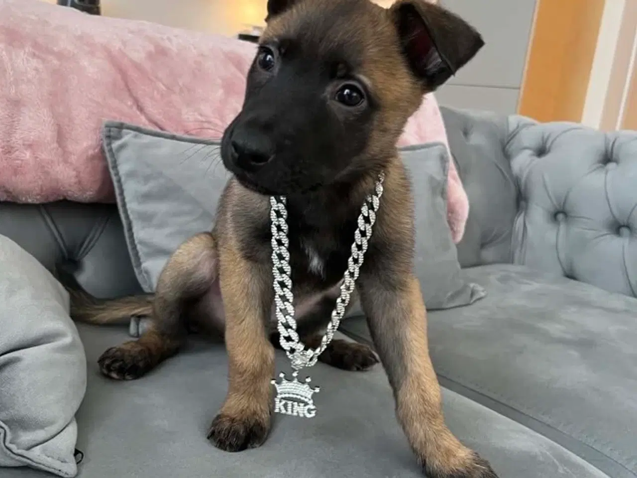 Billede 1 - Belgisk malinois