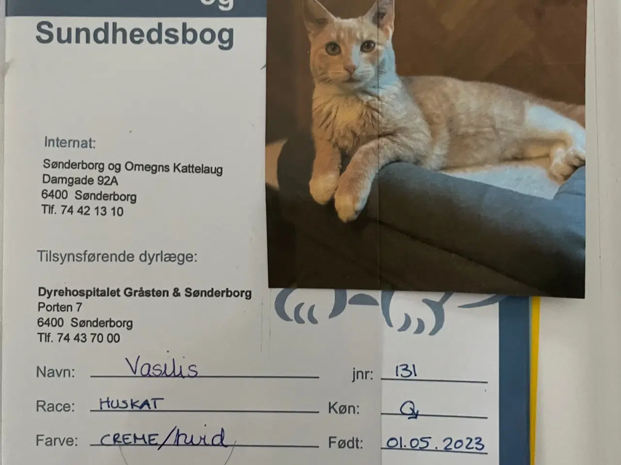Billede 4 - GRATIS 2 kastrerede, tatoverede HANKATTE