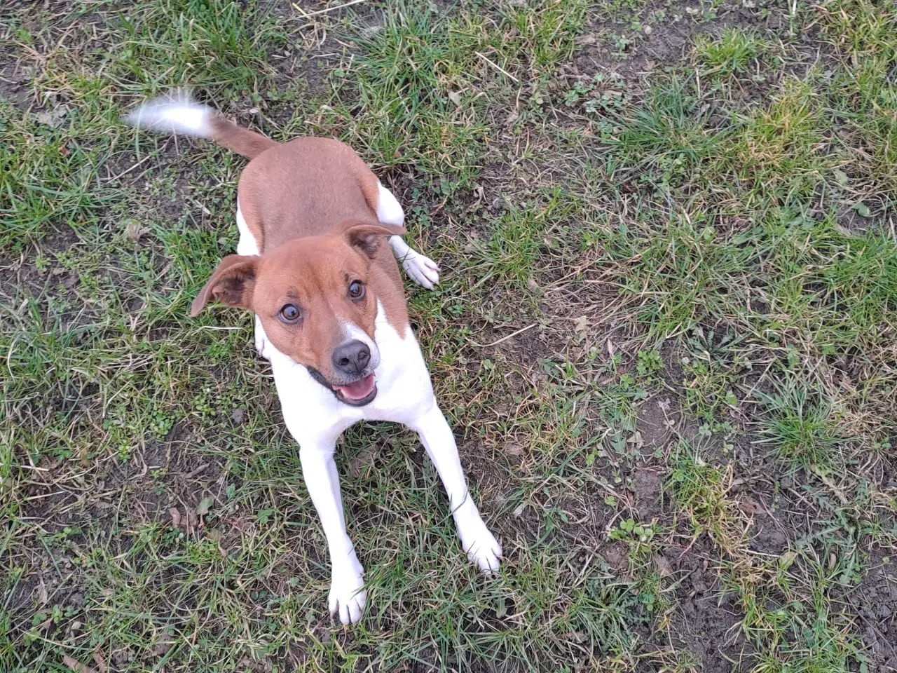 Billede 5 - Dansk svensk gårdhund til avl