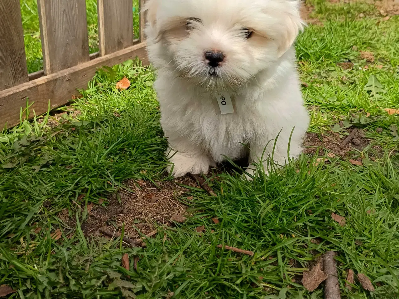 Billede 2 - Klar nu, lhasa apso 