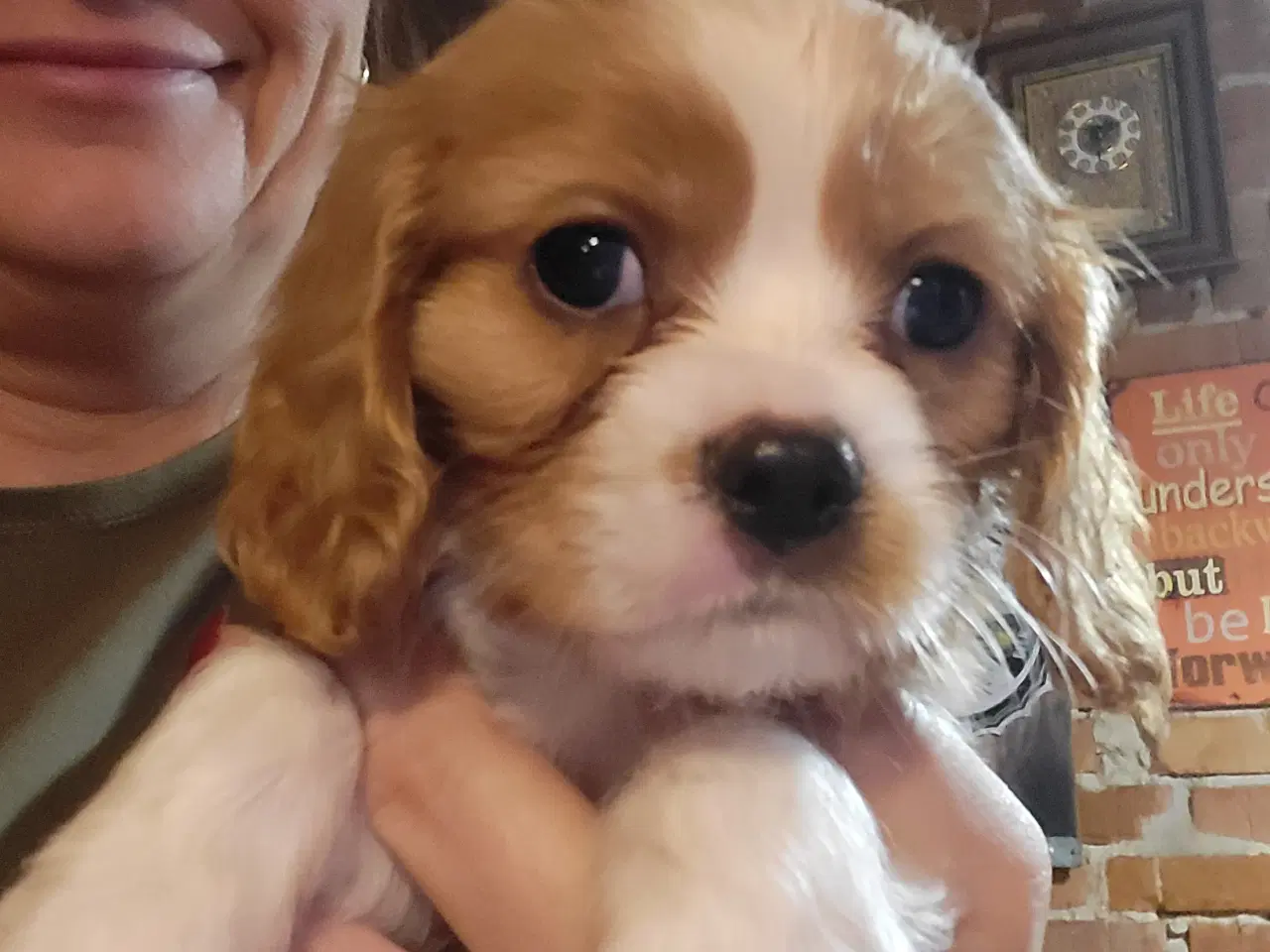 Billede 5 - Cavalier king charles spaniel