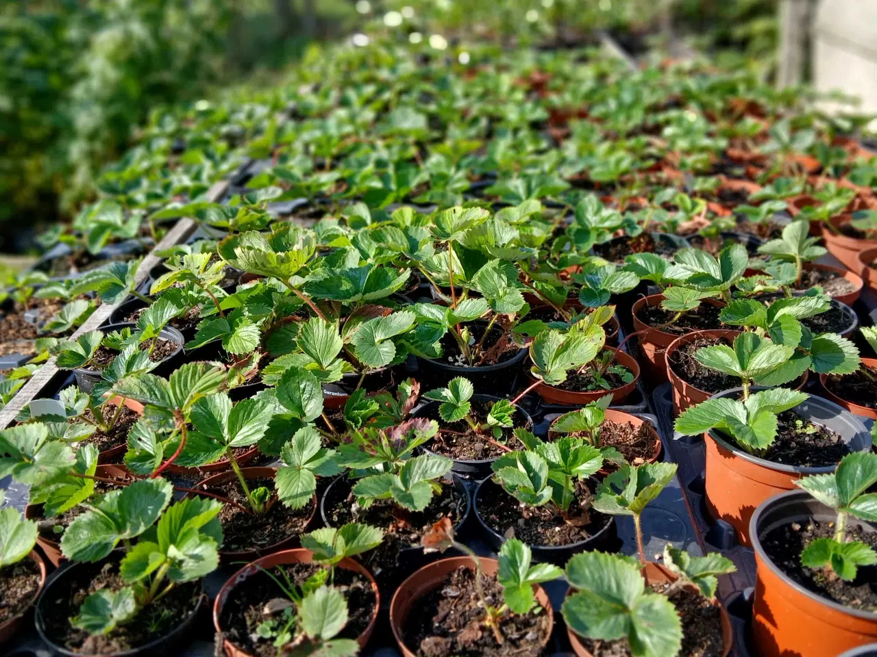 Billede 1 - jordbær planter