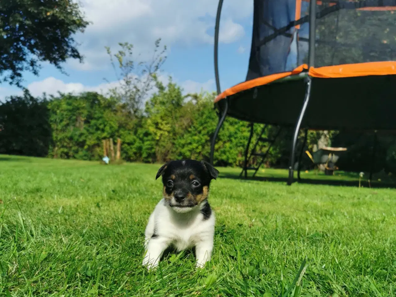 Billede 6 - Hunde hvalpe