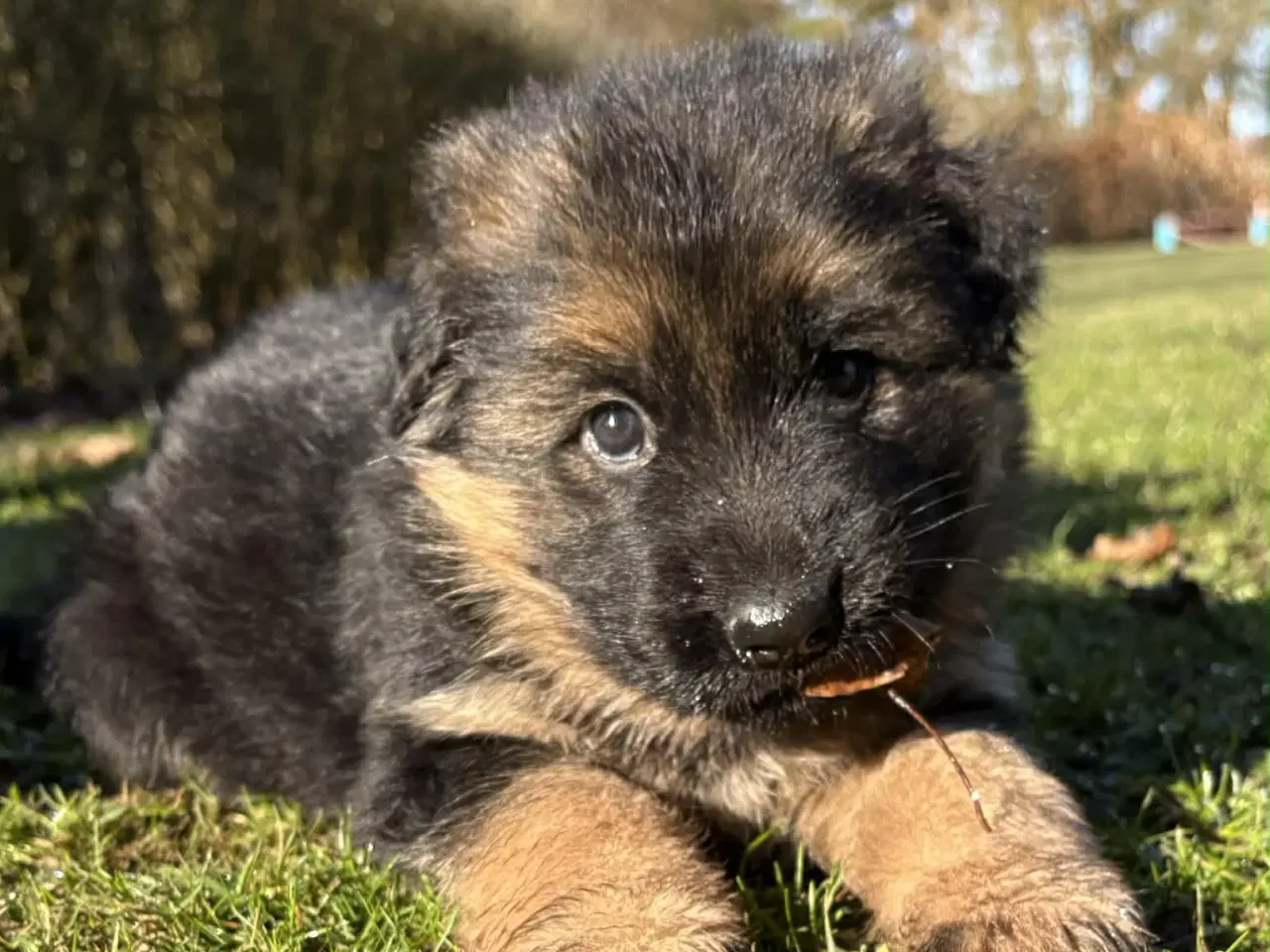 Billede 1 - Skønne schæferhvalpe