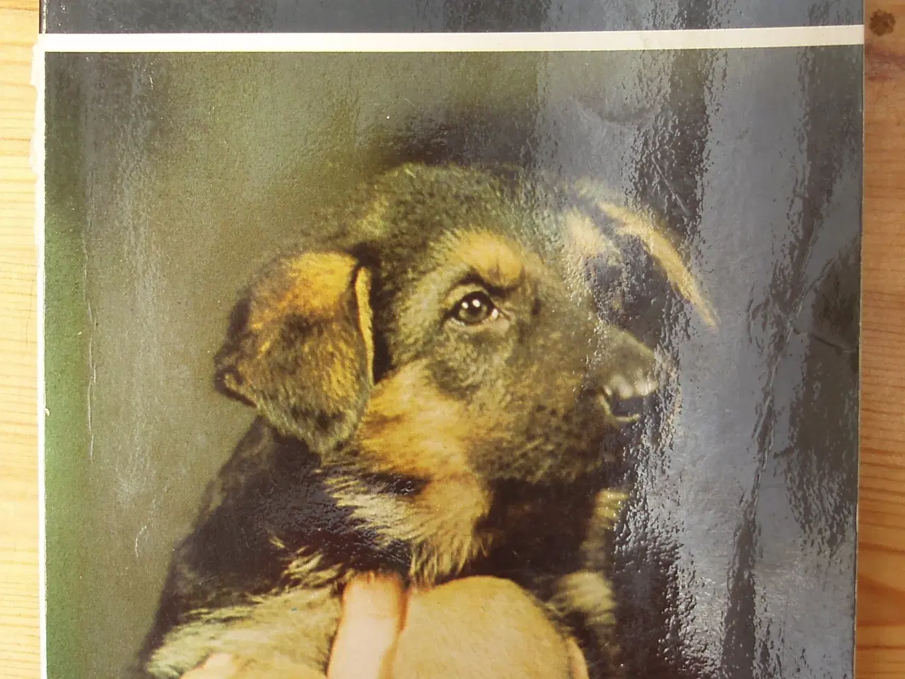 Billede 1 - Min hund af O. Bertelsen