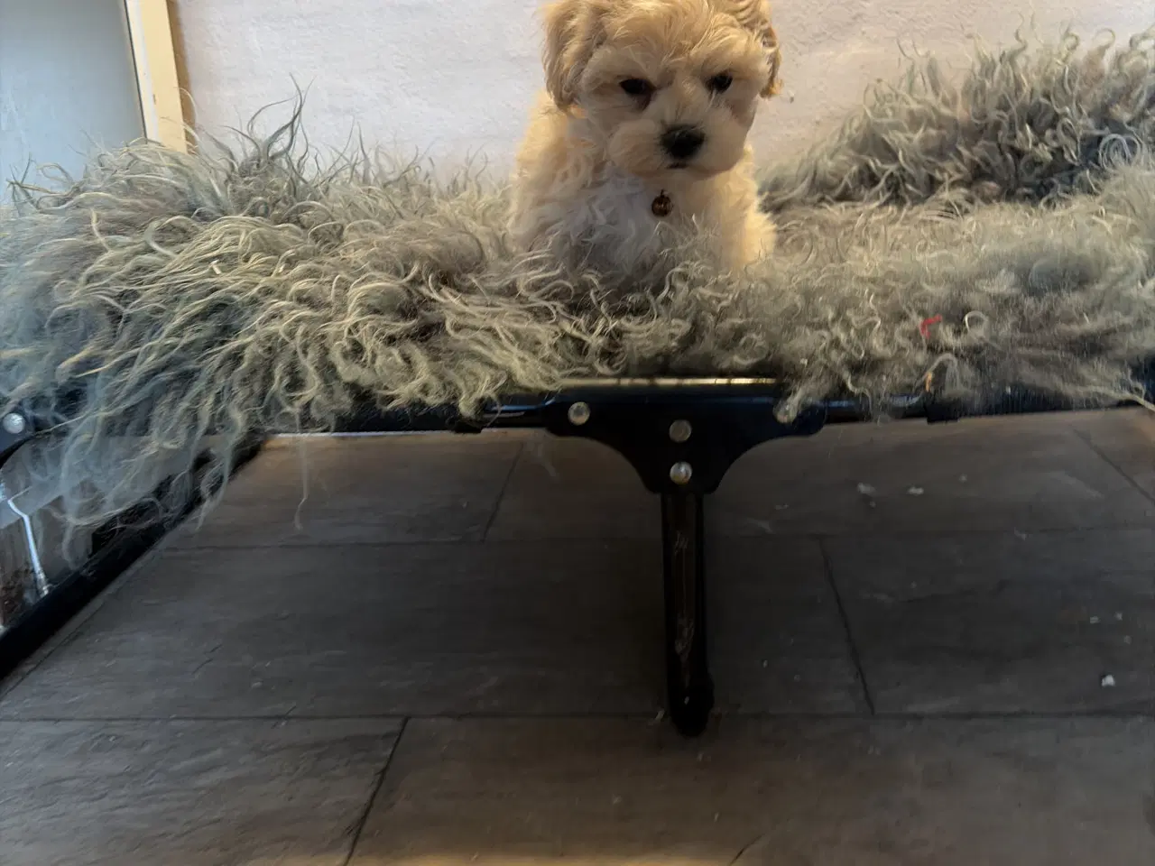 Billede 18 - 1 Mini Maltipoo dreng må rejse nu 