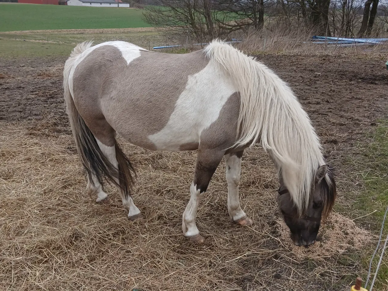 Billede 2 - Gråbroget ifolet hoppe