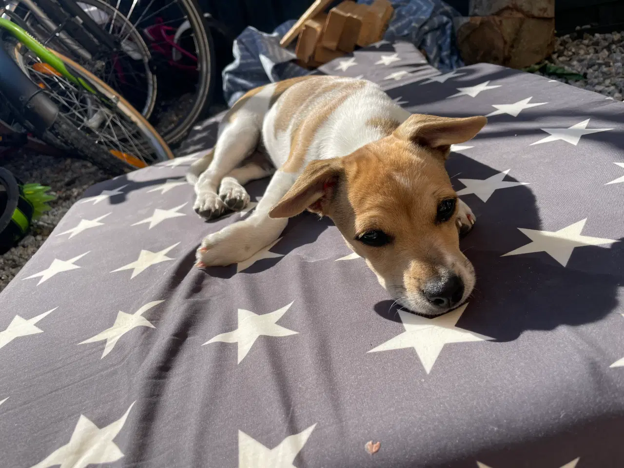 Billede 3 - Jack Russell blanding 