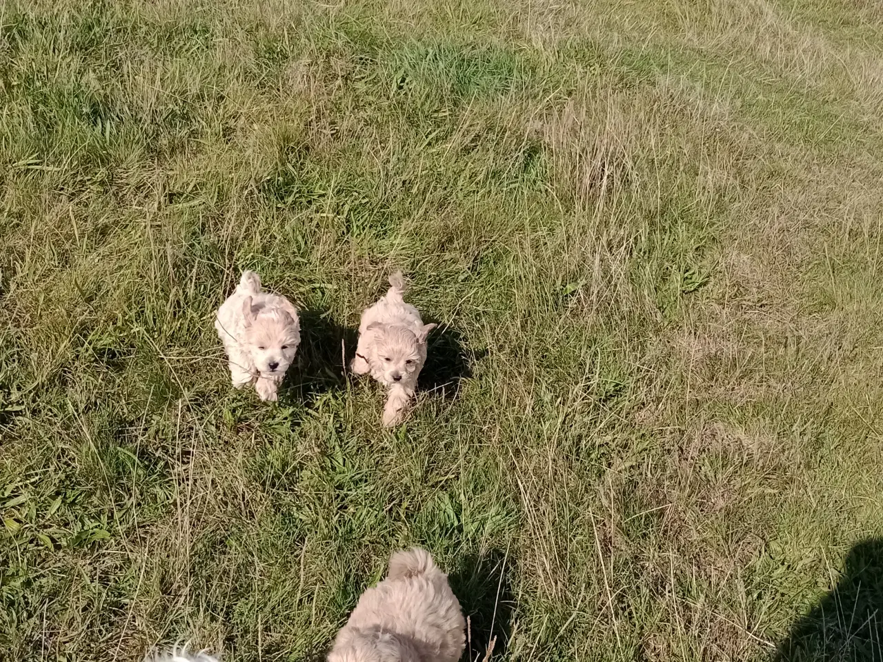 Billede 4 - Maltipoo hvalpe