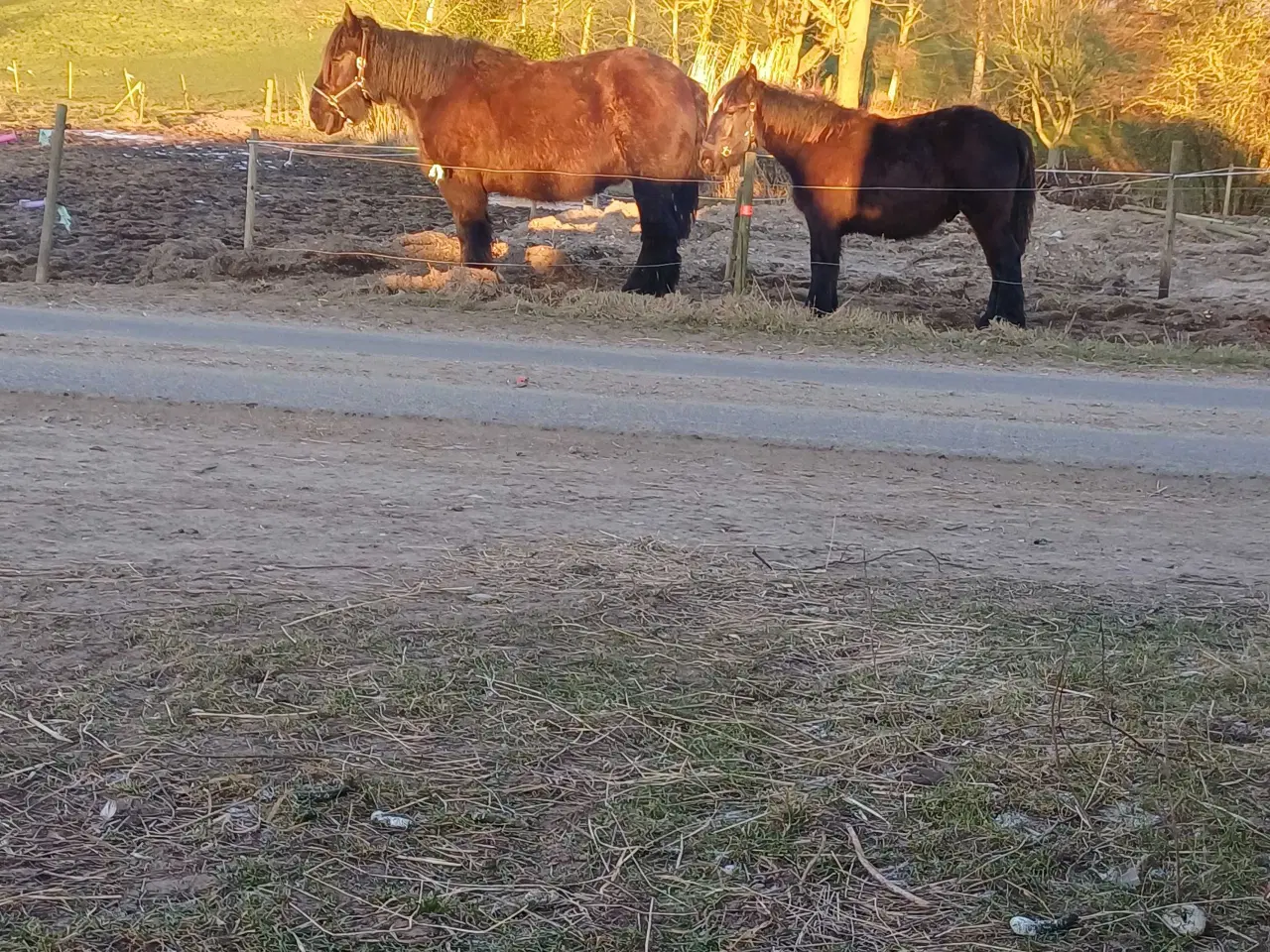 Billede 5 - 1 årig Jyskhest hingst sælges