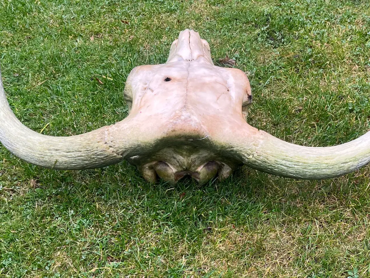 Billede 2 - Kranier fra kvæg typen Longhorn