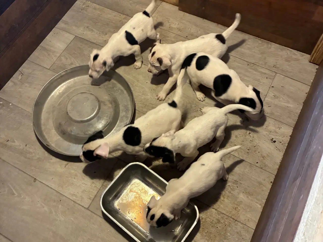 Billede 3 - hundehvalpe dansksvensk gårdhund/skotsk terrier