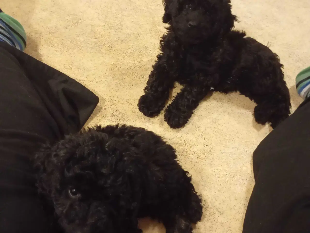 Billede 3 - F1b cockerpoo tæver 