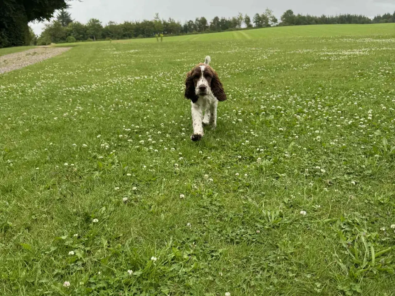 Billede 6 - Engelsk springer spaniel hvalpe