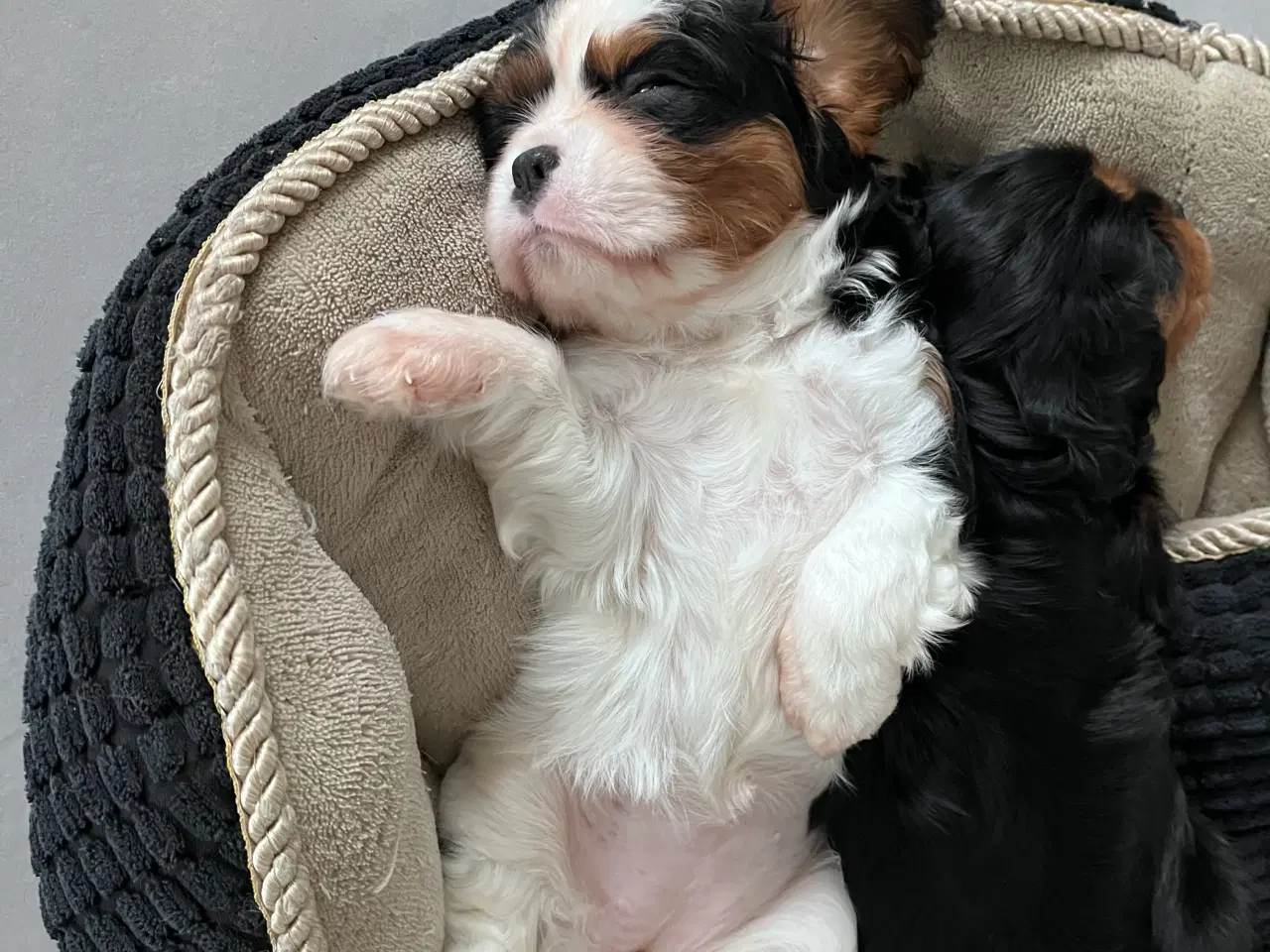 Billede 13 - Cavalier-tæver med DKK-stamtavle.