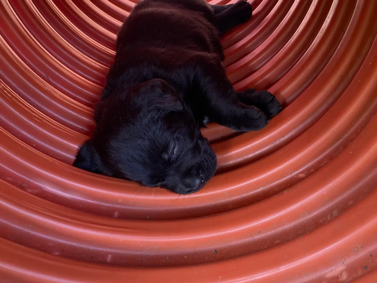 Billede 7 - Sorte og brune labradorhvalpe
