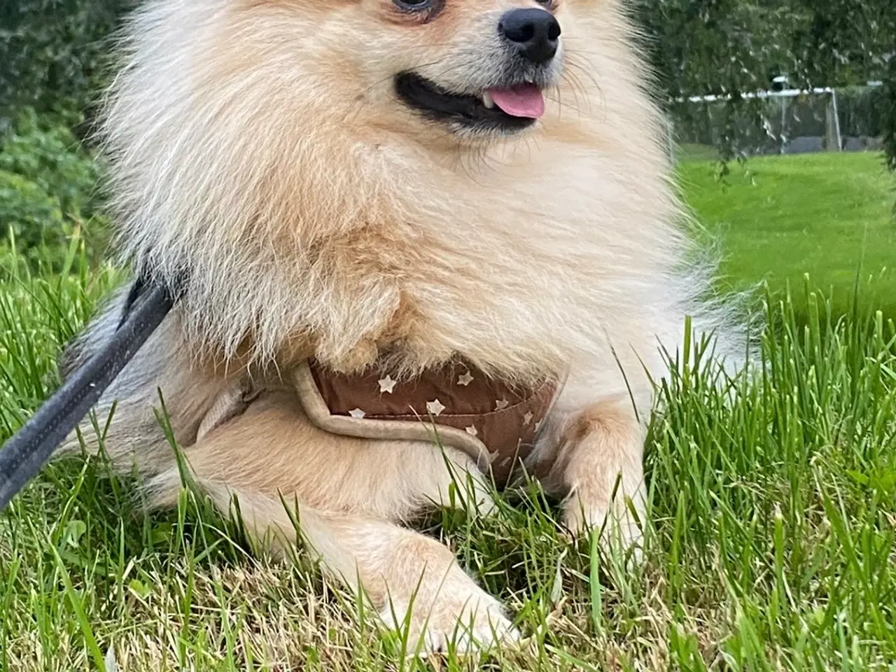 Billede 13 - Pomeranian hvalpe 