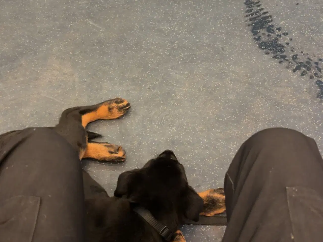 Billede 3 - Rottweiler/schæfer hvalp