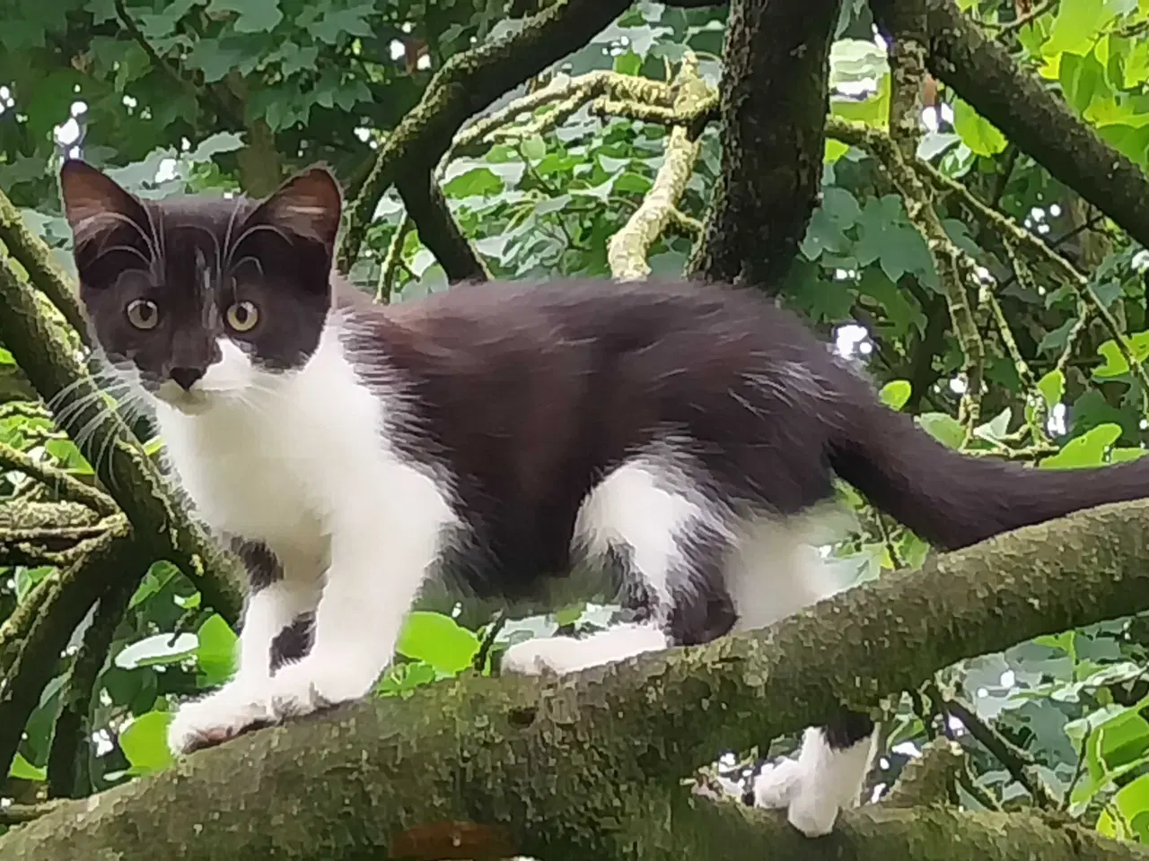 Billede 2 - Katte killinger 