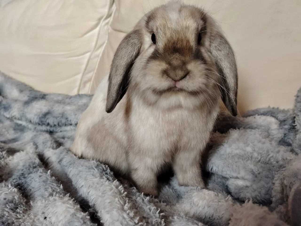 Billede 5 - Kiki er Kastreret og renlig 🐰