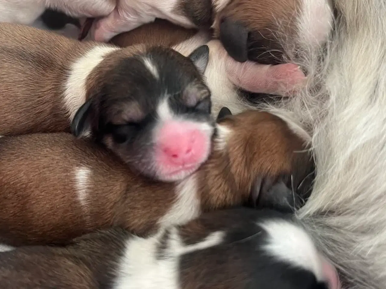Billede 3 - Shih Tzu blanding