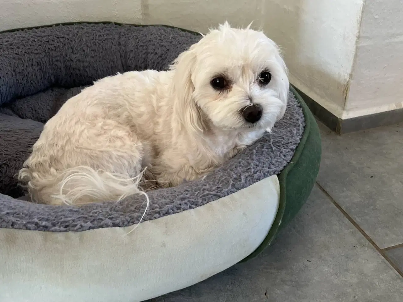 Billede 11 - malteser/Bichon Bolognese hvalpe