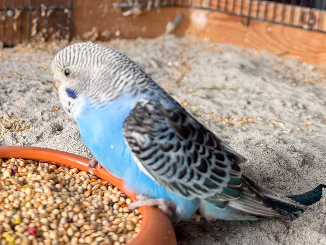 Billede 4 - Australske undulat unger