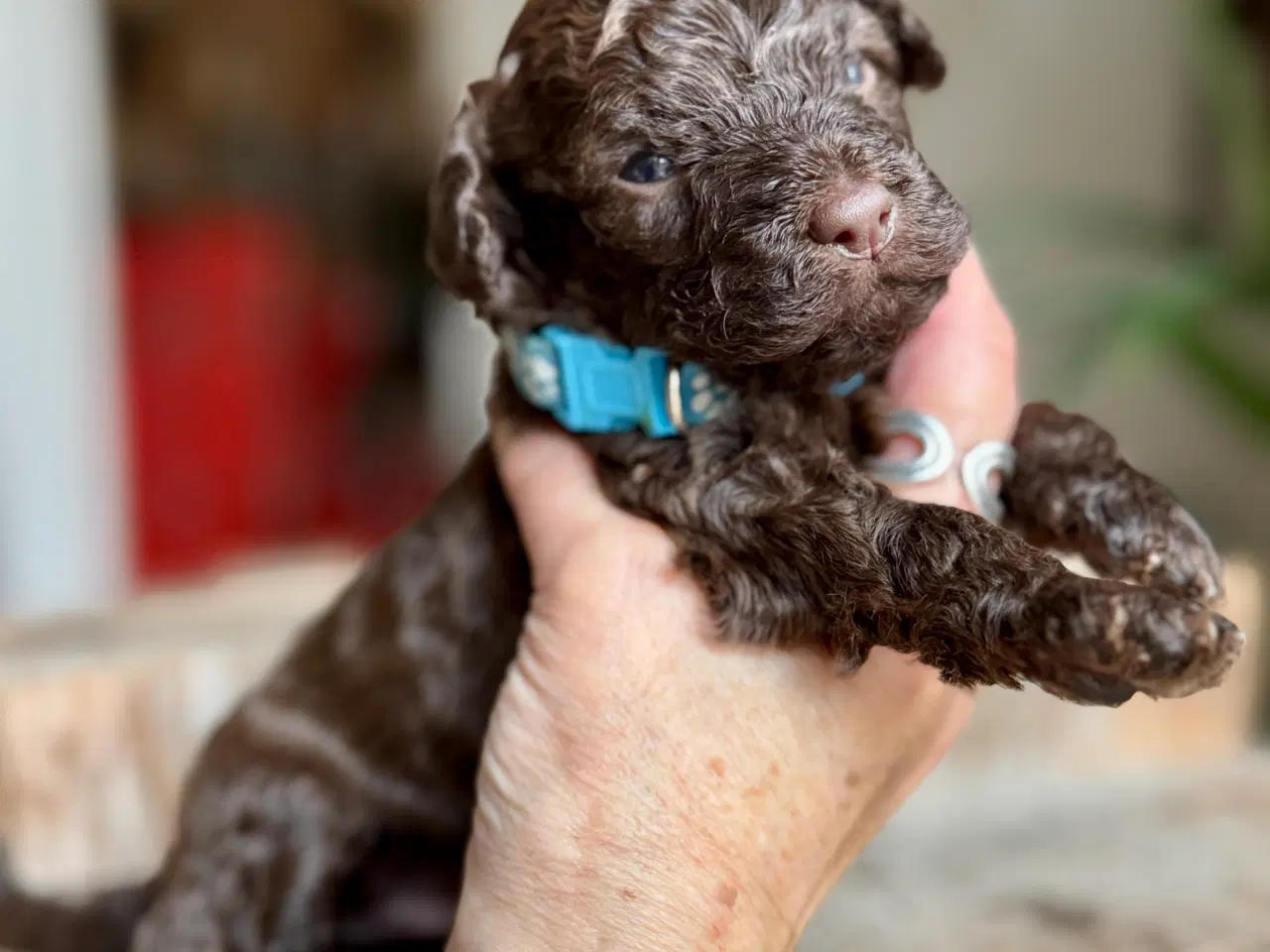 Billede 7 - Toy/dværg pudler fra avlsgodkendte forældre.