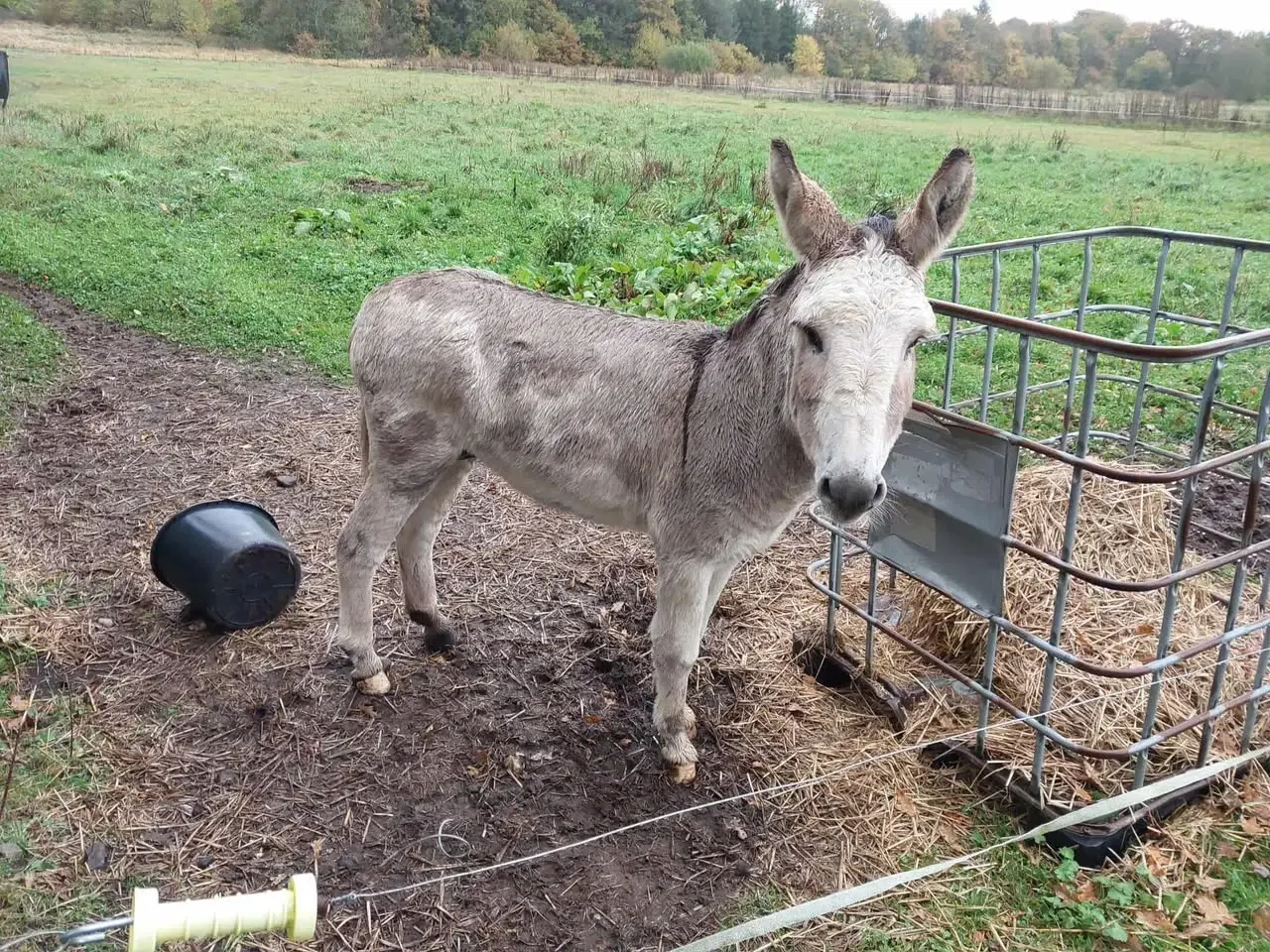 Billede 1 - Sød æsel hingst sælges 