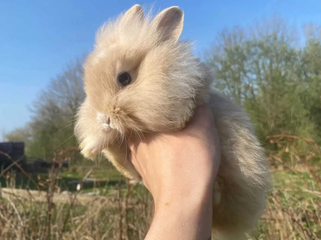 Billede 9 - Indendørs Frikanin 🐰