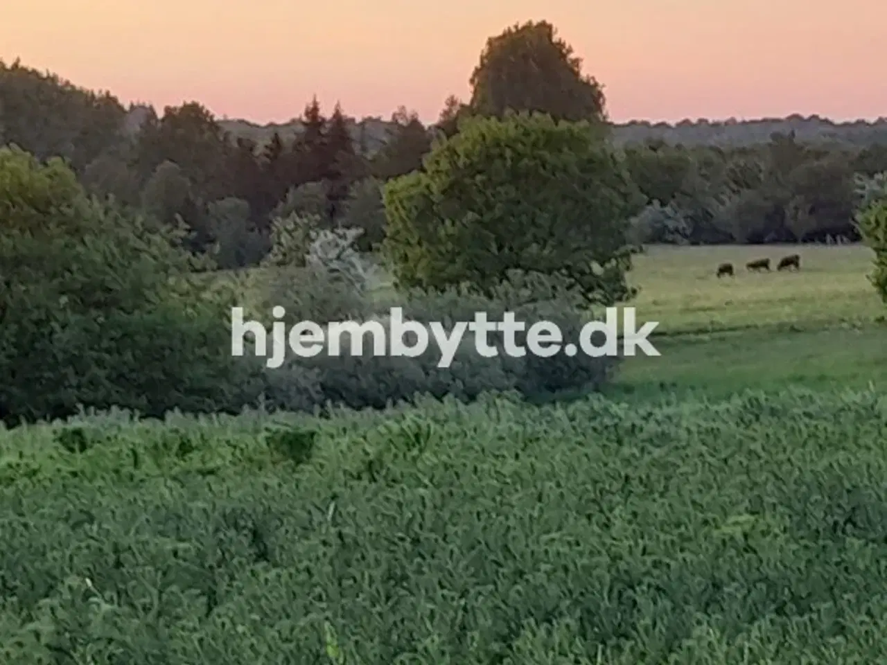 Billede 13 - Hjembytte - Sennepshaven