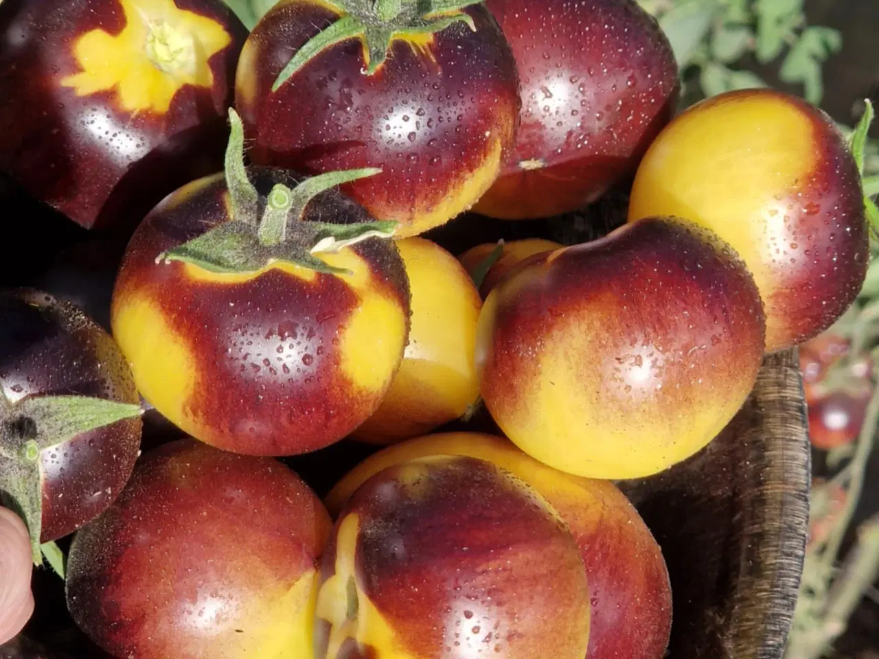 Billede 9 - TOMATFRØ - 300 sorter!!