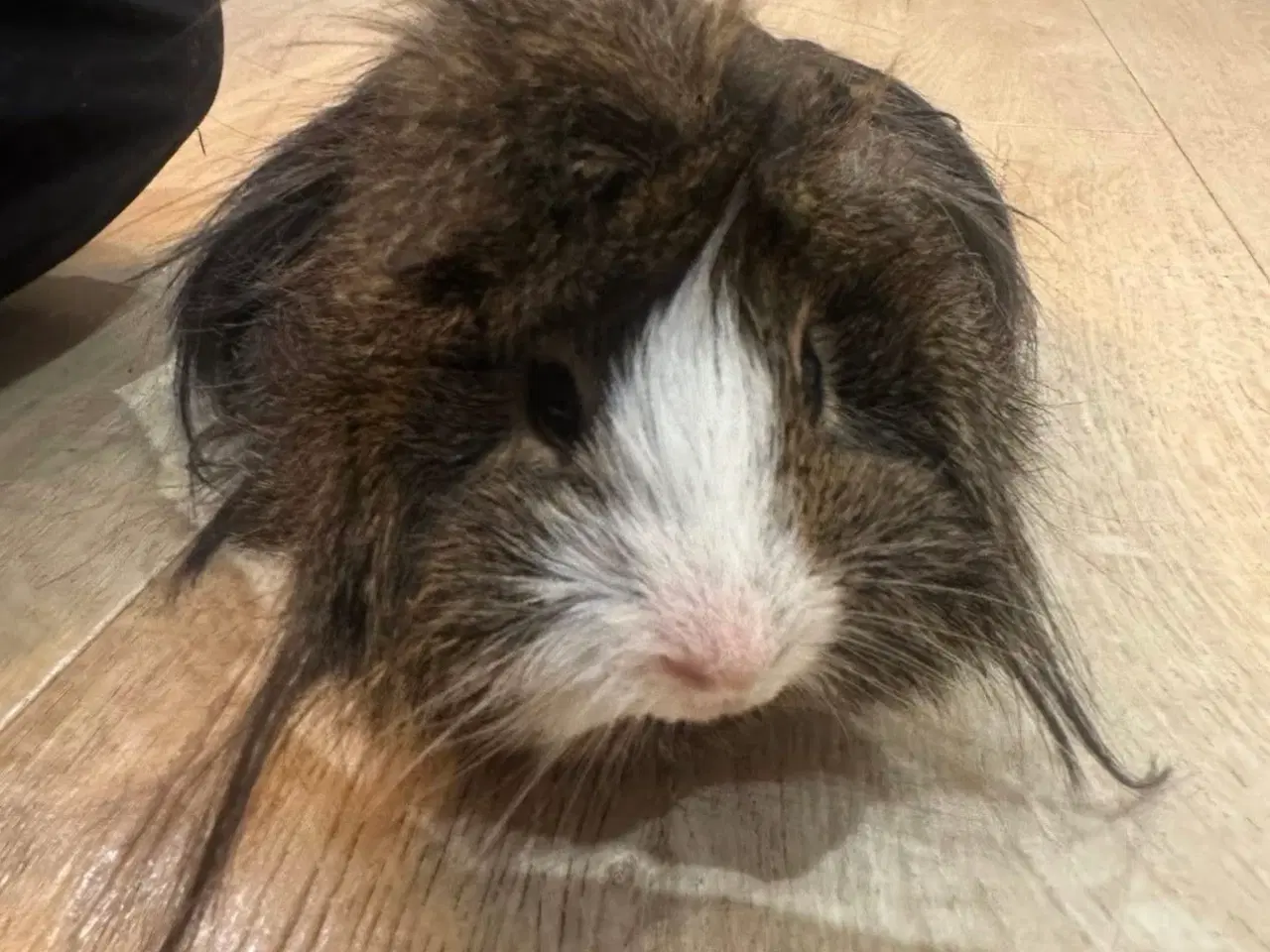 Billede 1 - 2 søde han Marsvin