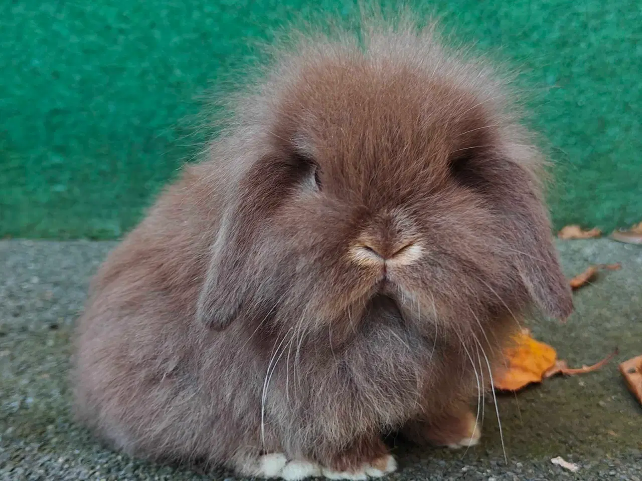 Billede 10 - Lionlop