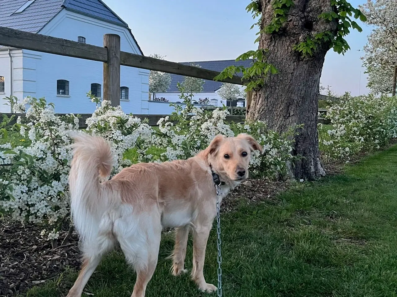 Billede 6 - Golden Doodle