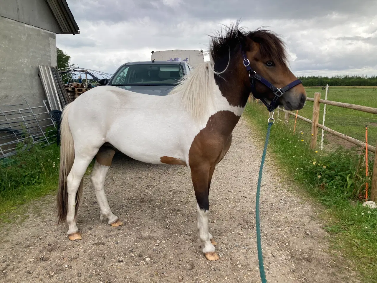 Billede 19 - 2 års islænder hingst