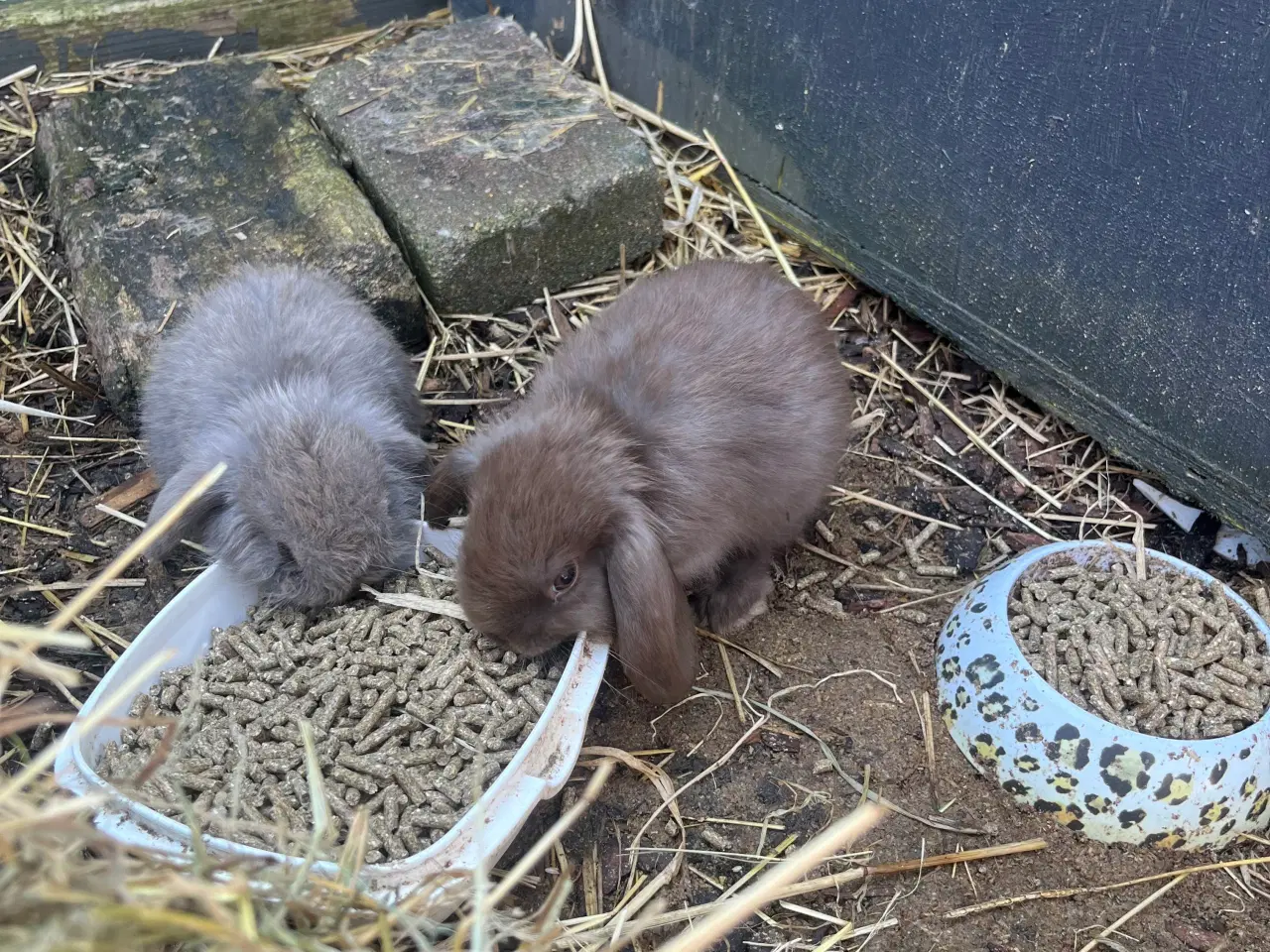 Billede 15 - Mini lop med afkomsattest 
