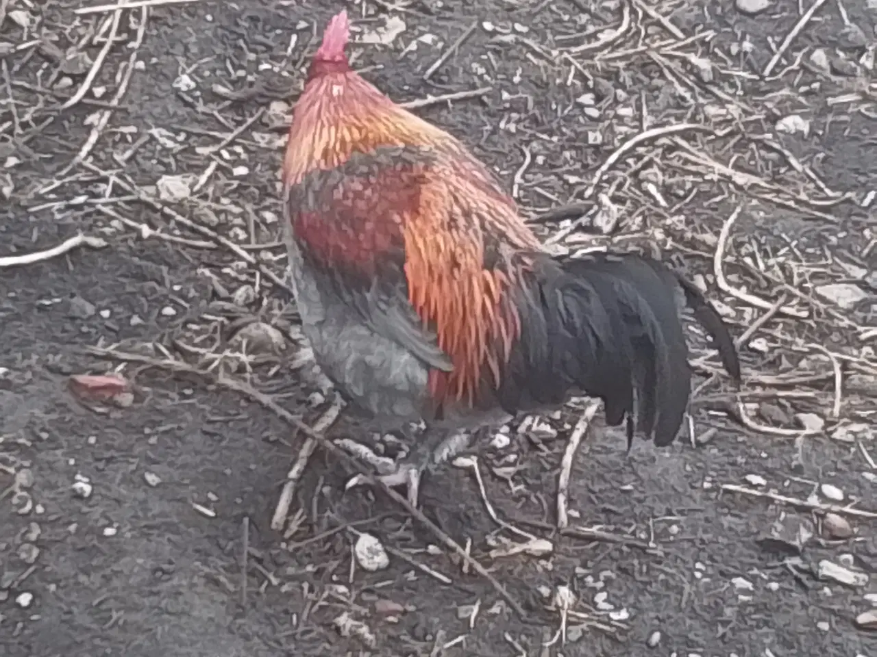 Billede 1 - Hane fra juni 2025