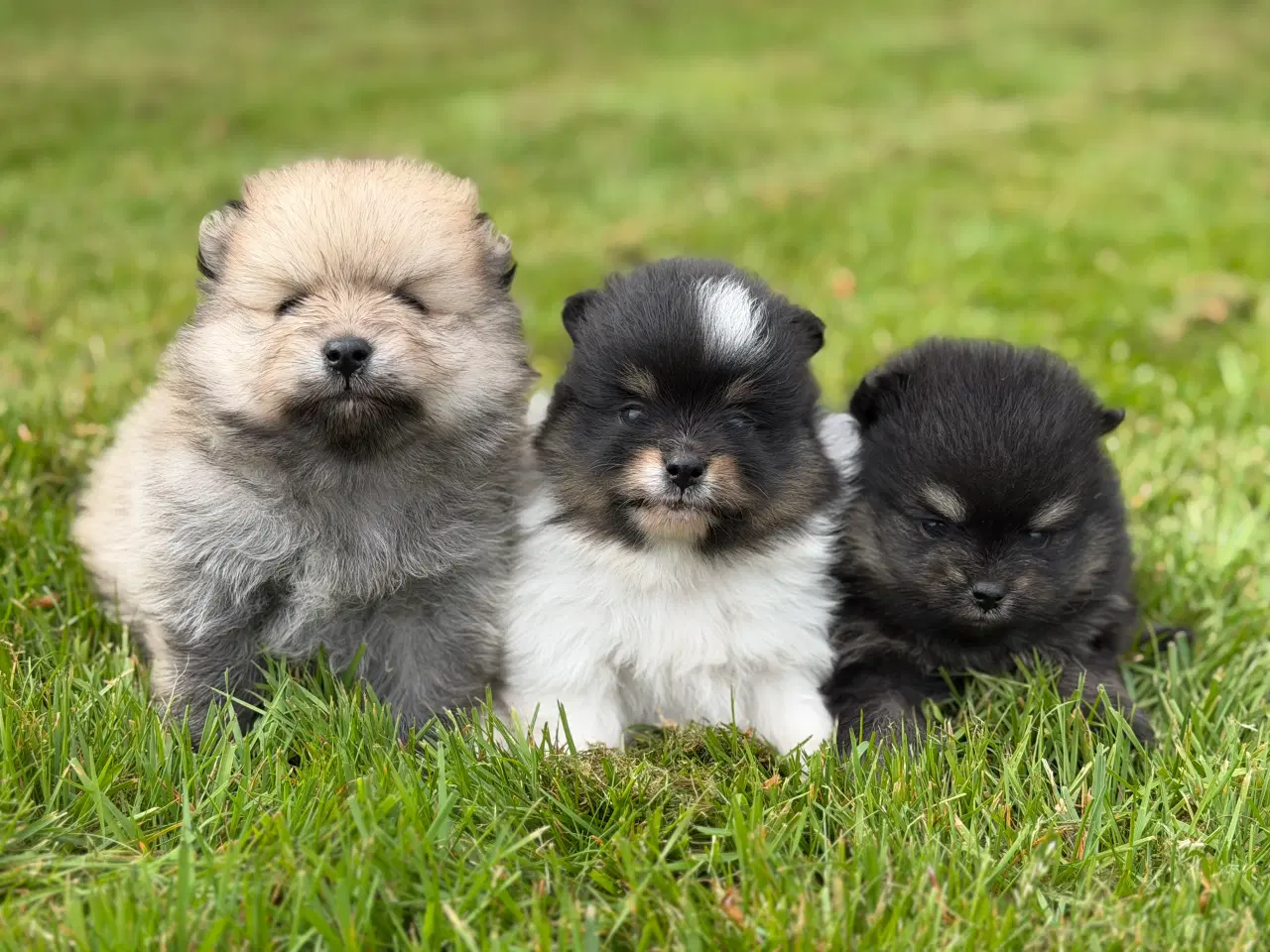 Billede 2 - Skønne Pomeranian hvalpe