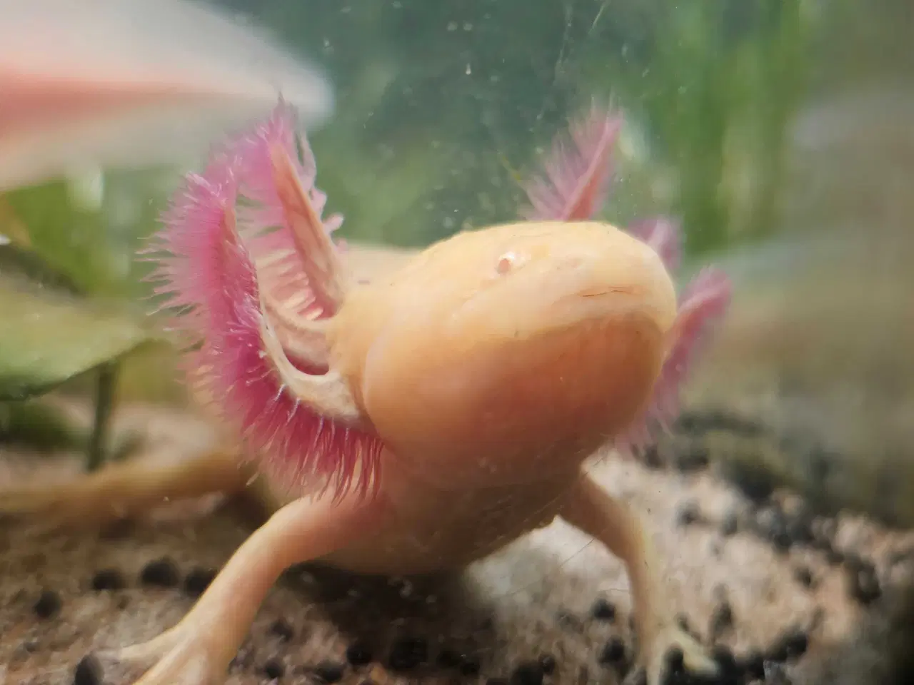 Billede 9 - Axolotl Avlsstamme 