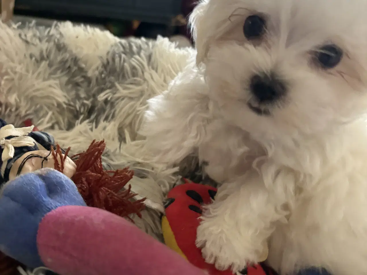 Billede 2 - Mini/micro malteser