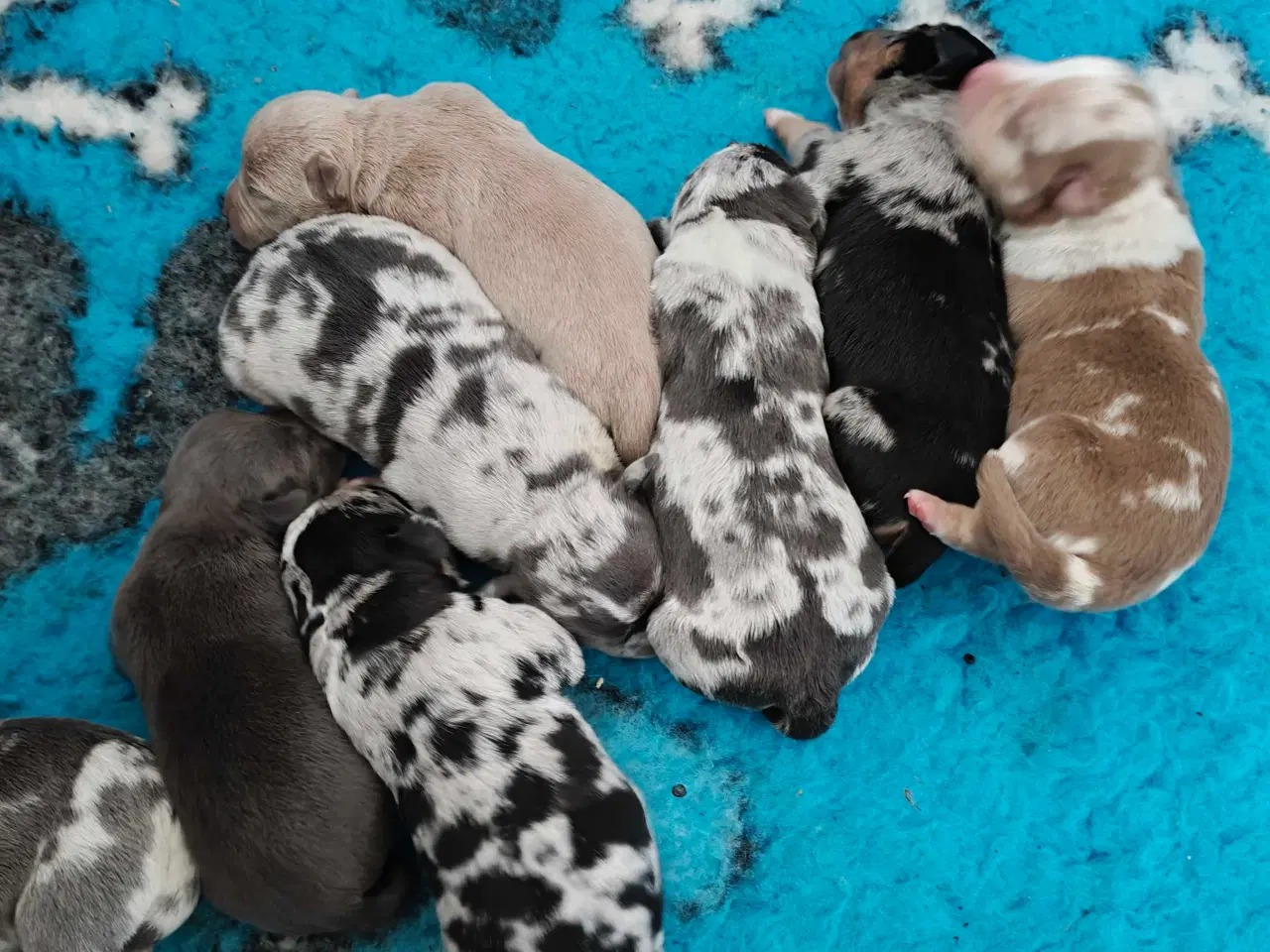 Billede 1 - American Bully 