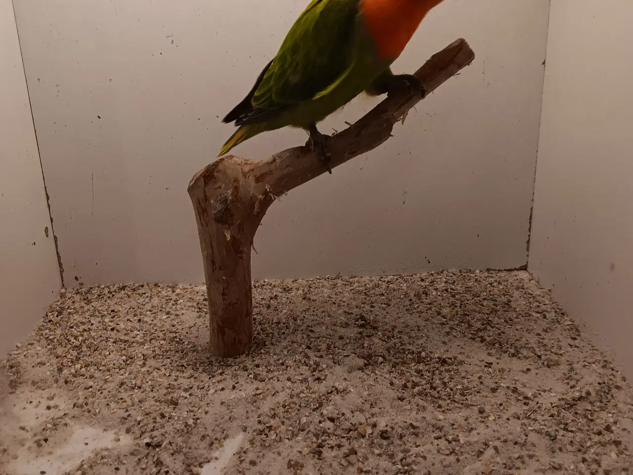 Billede 2 - Rødhovdet dværgepapegøjer opaline grønrøn